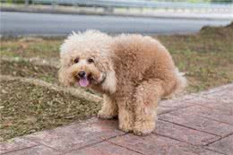 狗狗拉屎前转圈竟然是因为这些!