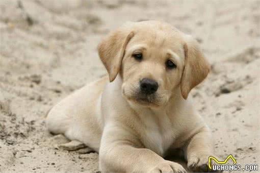 这5种狗狗弃养率最高!其中土狗第一名