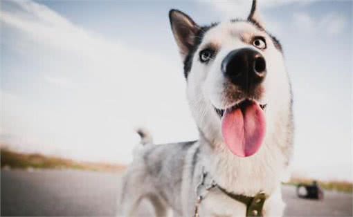 这5种狗狗弃养率最高!其中土狗第一名