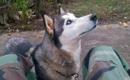 这5种狗狗弃养率最高!其中土狗第一名