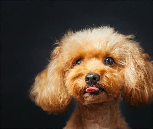 这5种狗狗弃养率最高!其中土狗第一名