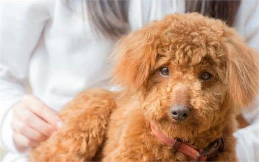 这5种狗狗弃养率最高!其中土狗第一名