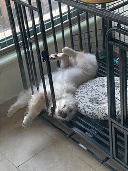 养狗第一天，新手必备清单