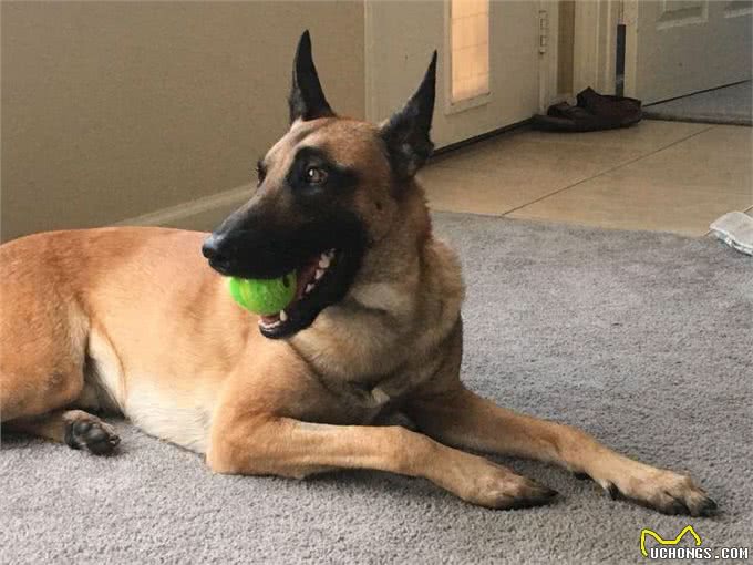 马犬地位不保，从万人迷到万人嫌，这是为什么?