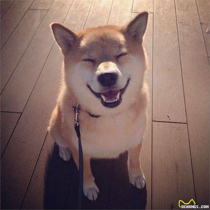 狗狗减肥小妙招，胖狗狗的减肥绝招大公开