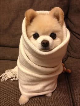 狗狗减肥小妙招，胖狗狗的减肥绝招大公开