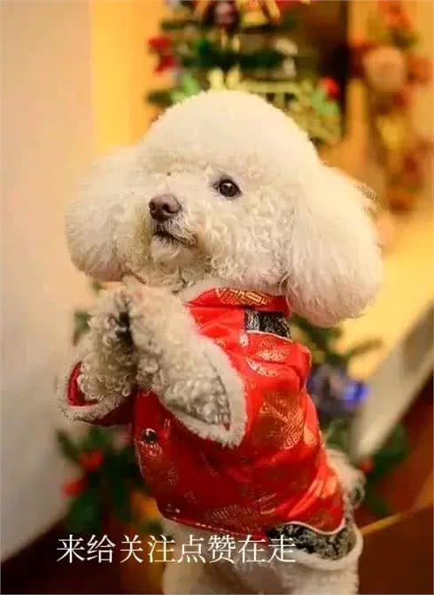 狗狗的忠诚，源自这不可思议的本能!