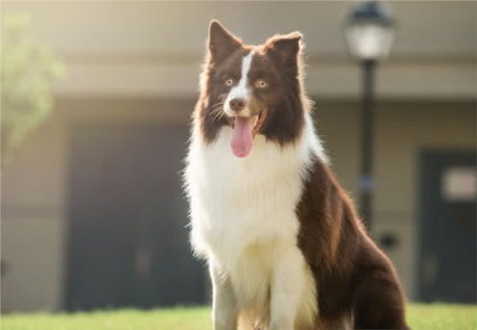 边牧是狗中智商最高的，训练起来非常容易，但也存在一些缺点