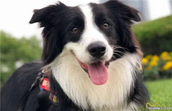 边牧是狗中智商最高的，训练起来非常容易，但也存在一些缺点