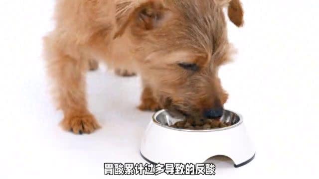 狗狗吐白色液体大解密:原因与应对措施