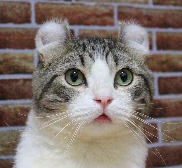 史上最萌卷耳猫Snow深藏不漏的特殊才艺让猫奴跪了一地!