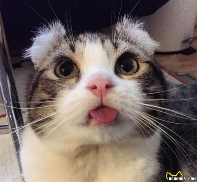 史上最萌卷耳猫Snow深藏不漏的特殊才艺让猫奴跪了一地!