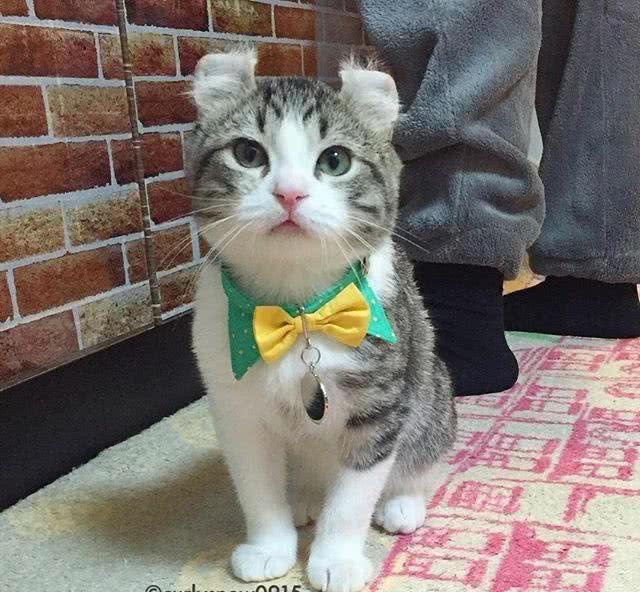 史上最萌卷耳猫Snow深藏不漏的特殊才艺让猫奴跪了一地!