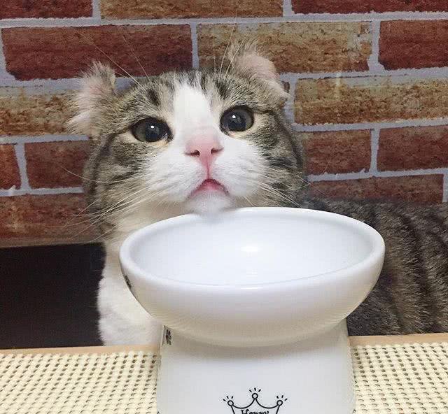 史上最萌卷耳猫Snow深藏不漏的特殊才艺让猫奴跪了一地!