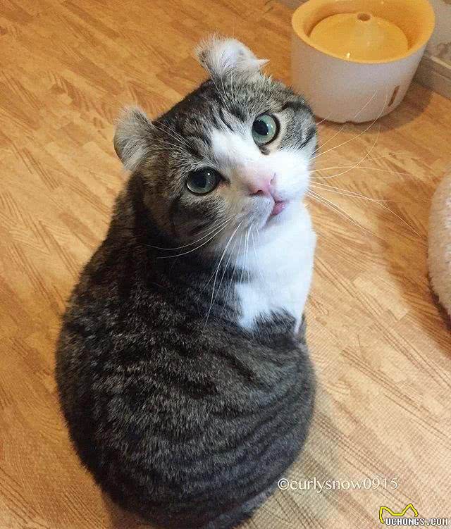 史上最萌卷耳猫Snow深藏不漏的特殊才艺让猫奴跪了一地!