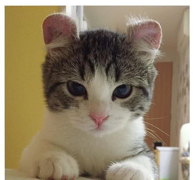 史上最萌卷耳猫Snow深藏不漏的特殊才艺让猫奴跪了一地!