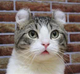 史上最萌卷耳猫Snow深藏不漏的特殊才艺让猫奴跪了一地!