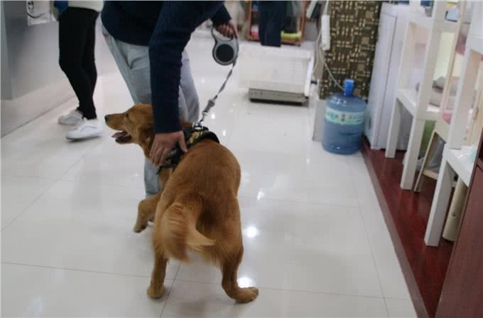 狗狗遇到这些可怕的事情，可能会吓尿