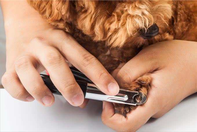 狗狗遇到这些可怕的事情，可能会吓尿