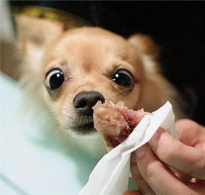 狗狗遇到这些可怕的事情，可能会吓尿