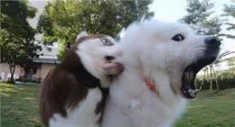 狗狗遇到这些可怕的事情，可能会吓尿