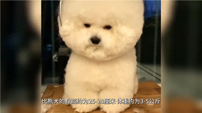 比熊犬:可爱、聪明、活泼的犬种，非常适合家庭饲养