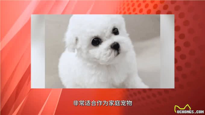 比熊犬:可爱、聪明、活泼的犬种，非常适合家庭饲养