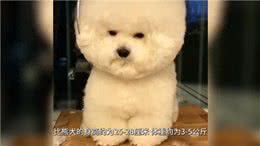 比熊犬:可爱、聪明、活泼的犬种，非常适合家庭饲养