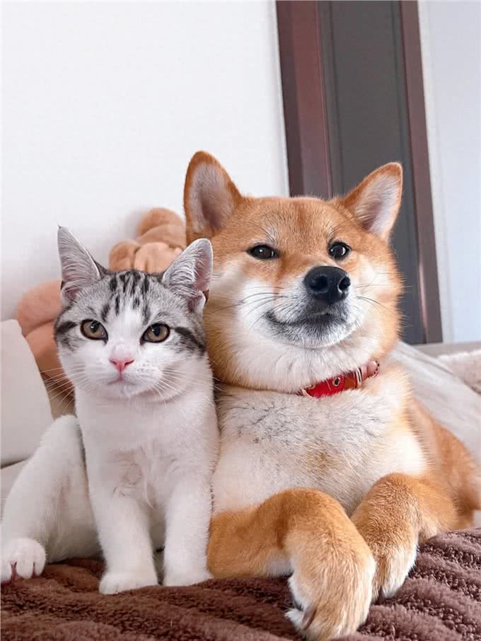 怎么教猫狗用马桶上厕所呢