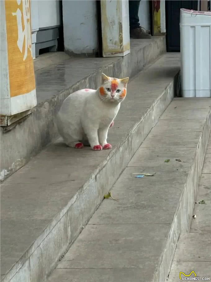 怎么教猫狗用马桶上厕所呢