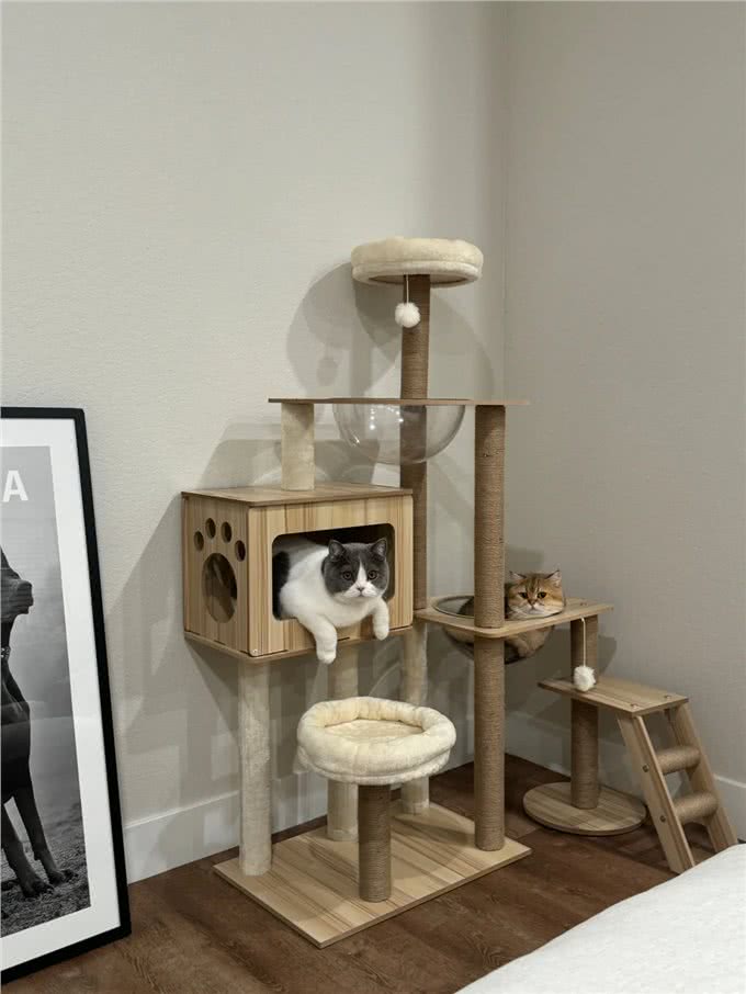 怎么教猫狗用马桶上厕所呢