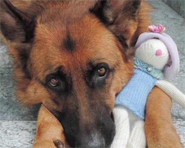 狗狗总是带着玩具来迎接你?狗狗这种行为常见的原因有这三种