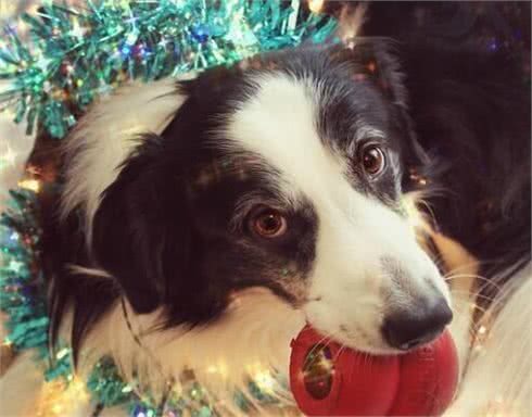 狗狗总是带着玩具来迎接你?狗狗这种行为常见的原因有这三种