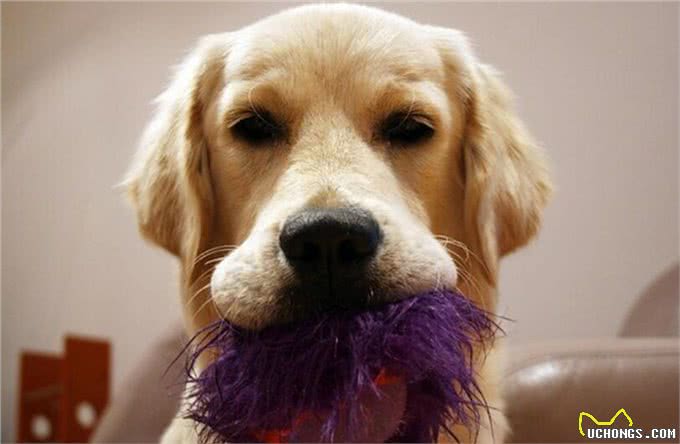 狗狗总是带着玩具来迎接你?狗狗这种行为常见的原因有这三种