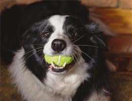 狗狗总是带着玩具来迎接你?狗狗这种行为常见的原因有这三种