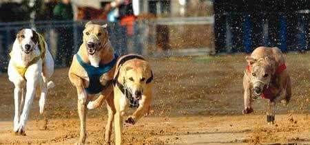 速度猎犬—格力犬的FCI标准