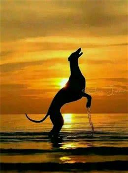 速度猎犬—格力犬的FCI标准