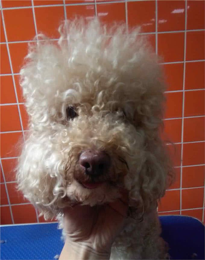 狗狗美容变形记：贵宾犬乖乖