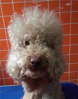 狗狗美容变形记：贵宾犬乖乖