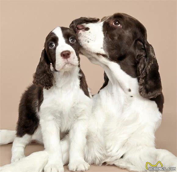 狗的恋爱与婚姻