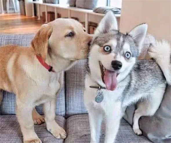 狗的恋爱与婚姻