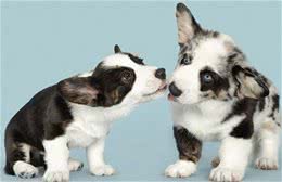 狗的恋爱与婚姻