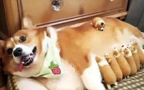 母狗发情周期时多久?