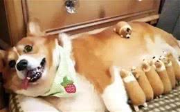 母狗发情周期时多久?