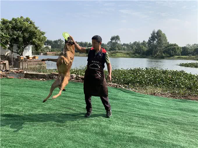 狗含手、咬拖鞋、咬拖把、咬沙发、各种咬!十年训犬师教怎么解决