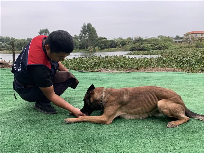 狗含手、咬拖鞋、咬拖把、咬沙发、各种咬!十年训犬师教怎么解决