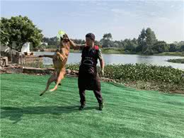 狗含手、咬拖鞋、咬拖把、咬沙发、各种咬!十年训犬师教怎么解决