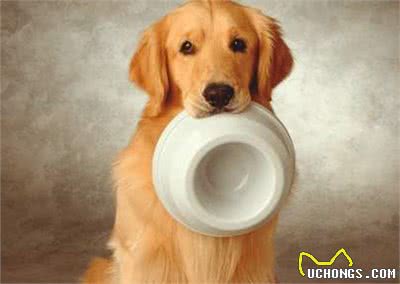 这7种喂食习惯，会害了你家的狗狗，看看你踩坑了吗?