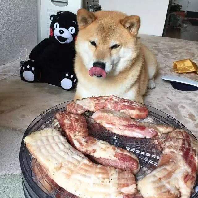 这7种喂食习惯，会害了你家的狗狗，看看你踩坑了吗?