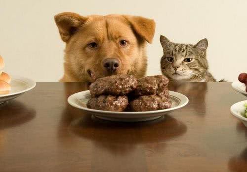 这7种喂食习惯，会害了你家的狗狗，看看你踩坑了吗?